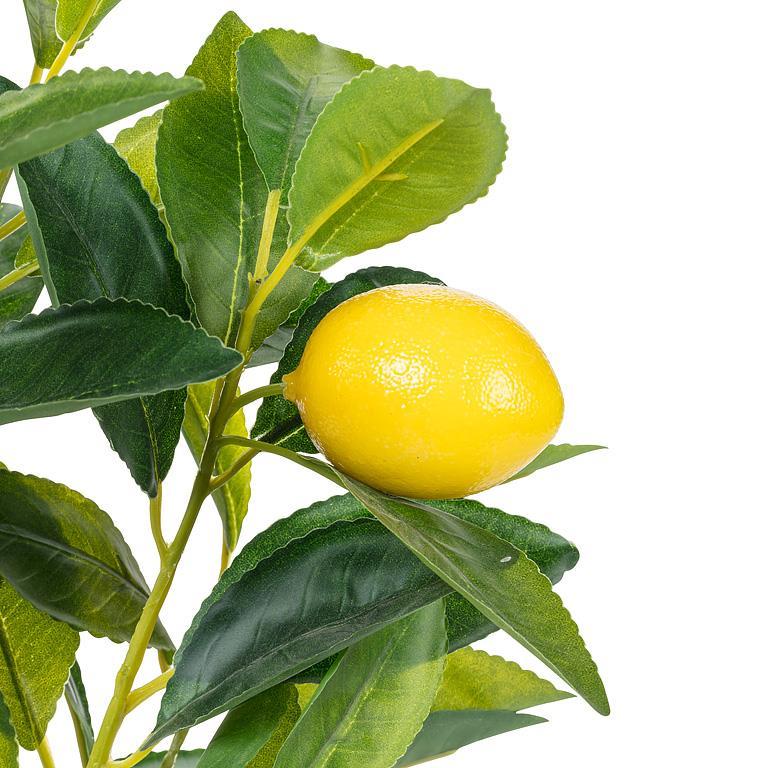 Lemon Tree