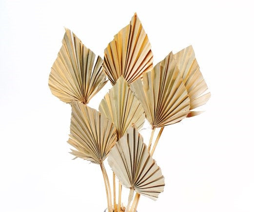 Mini Palm Spears