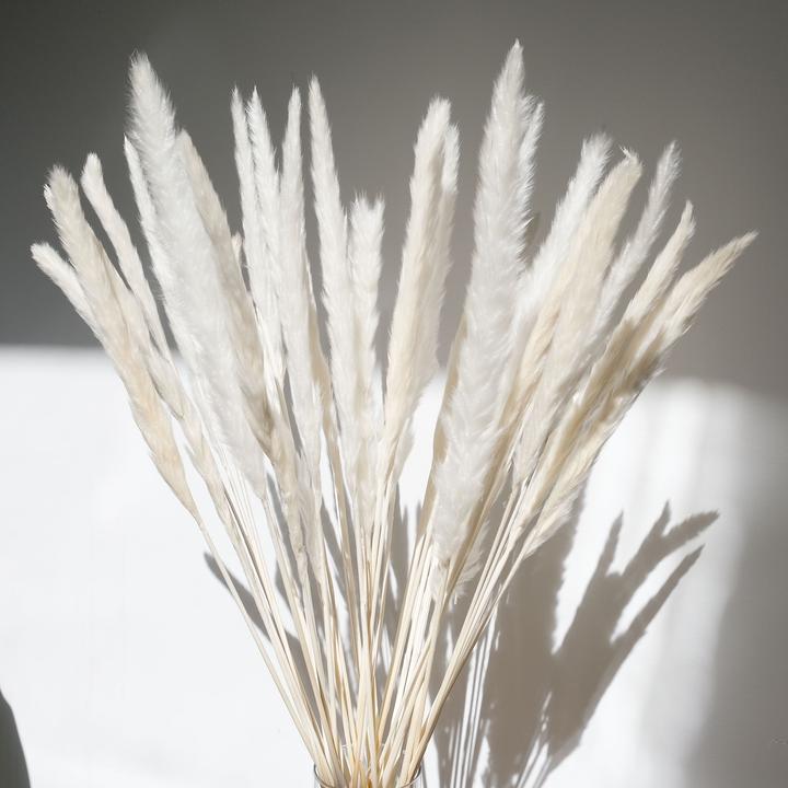 Mini Pampas