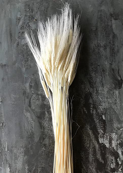 30" Dried Bleached Wheat