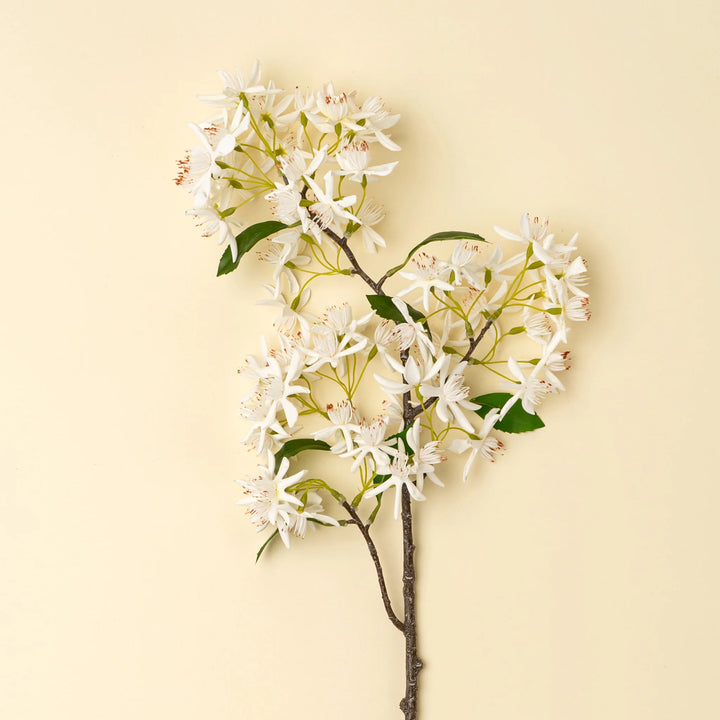 Star Magnolia