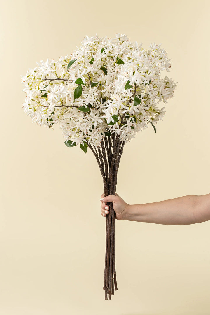 Star Magnolia