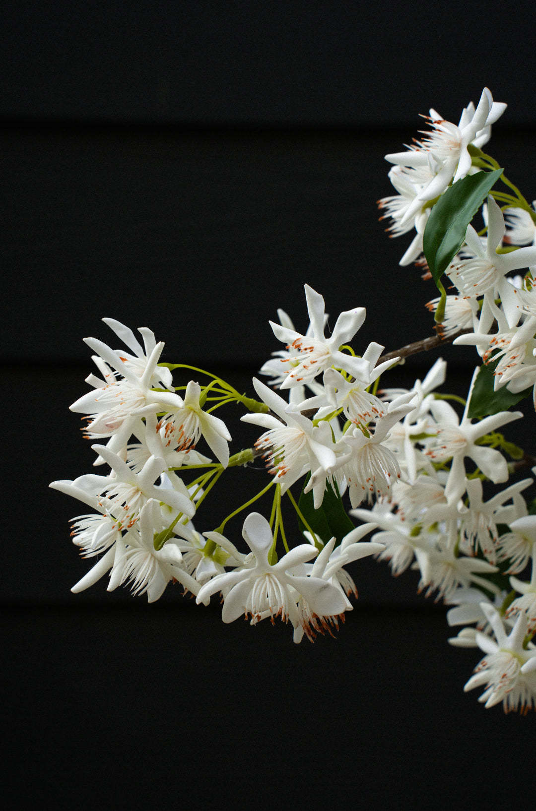 Star Magnolia