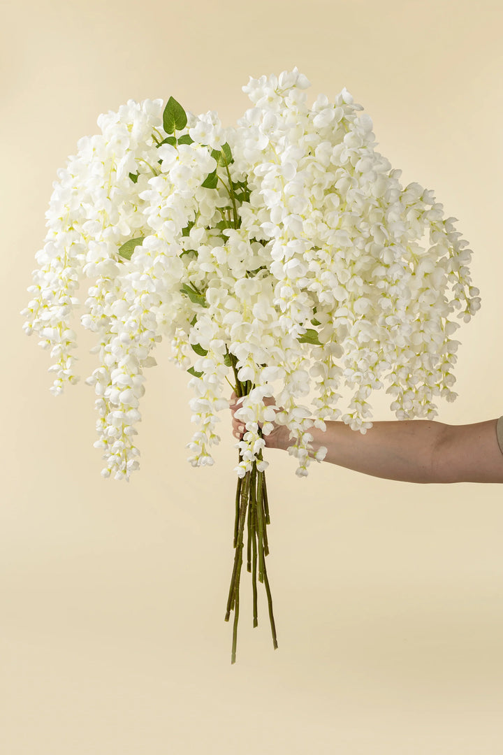 White Wisteria