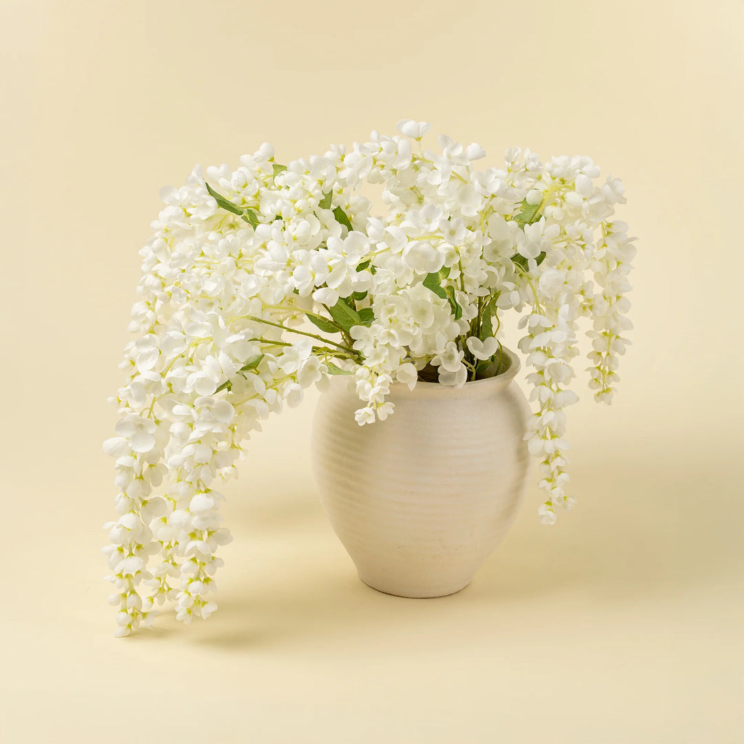 White Wisteria