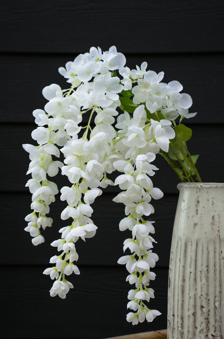 White Wisteria