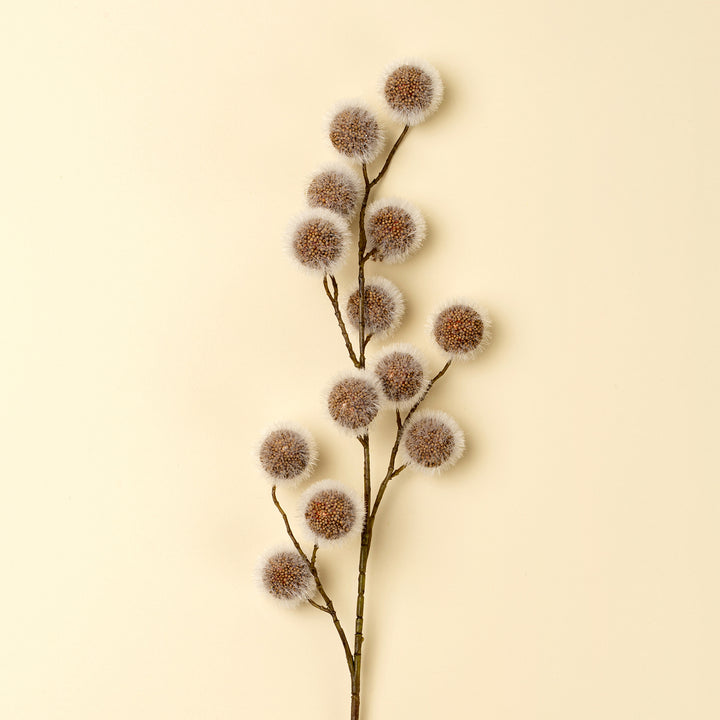 Sycamore Pod