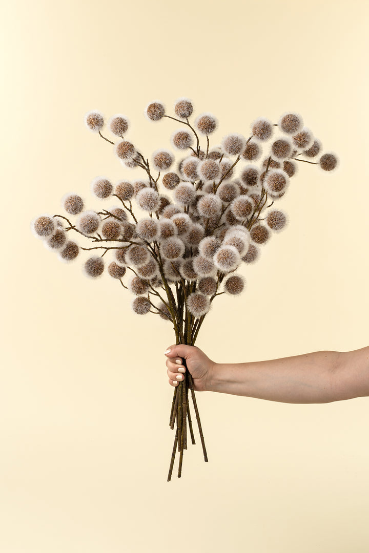 Sycamore Pod