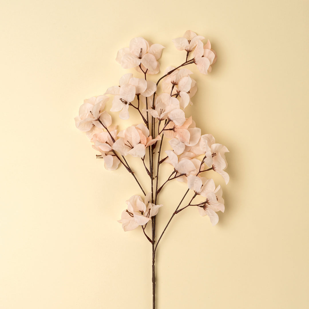 Bougainvillea Spray