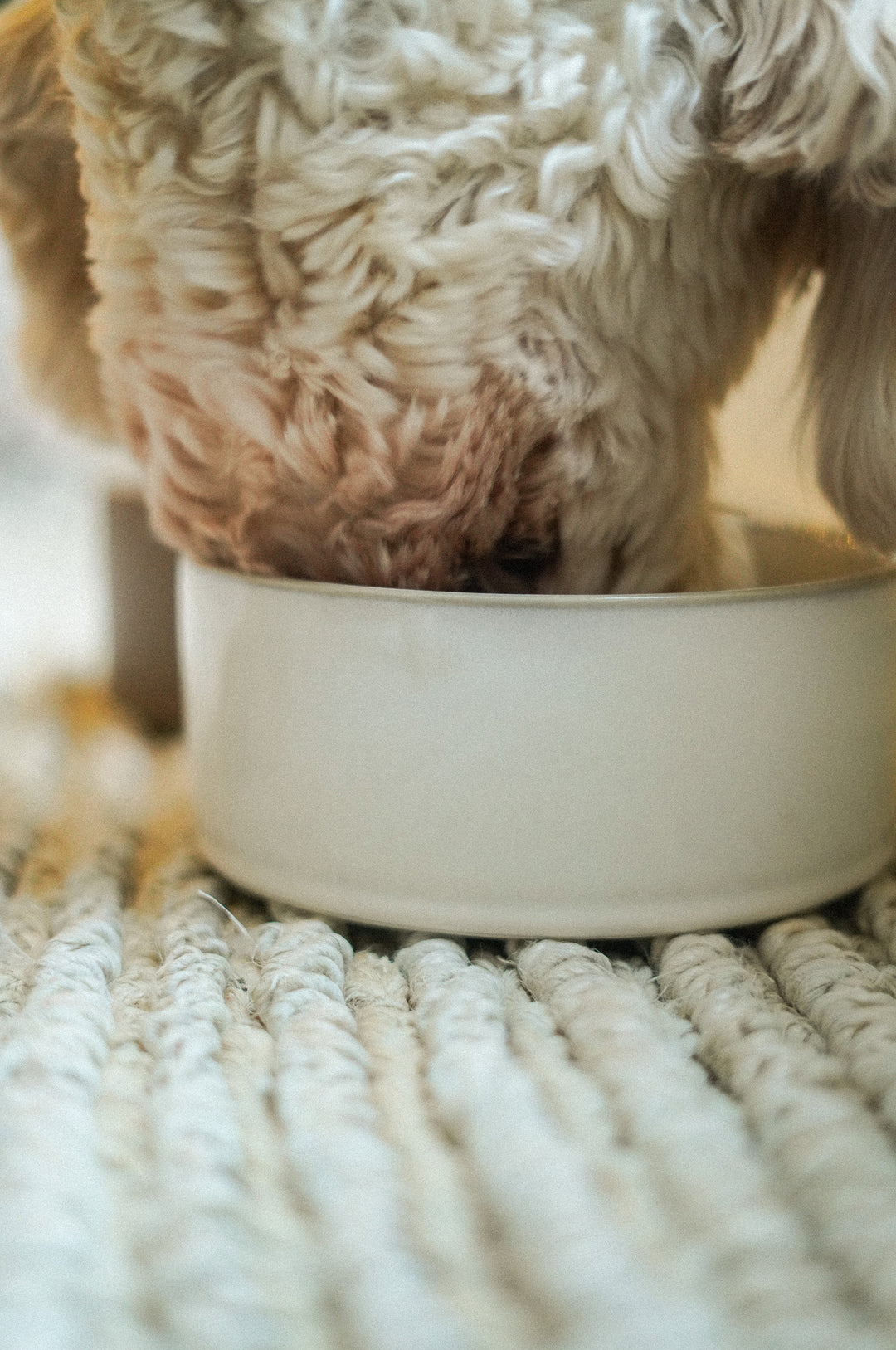 Pet Bowl
