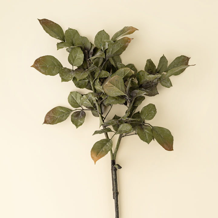 Banyan Branch