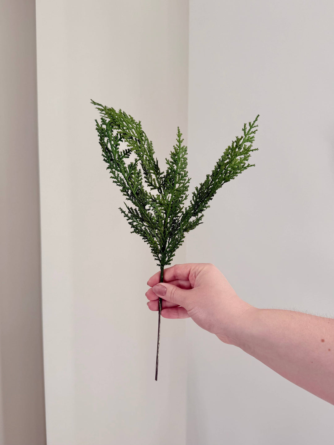 Norfolk and Cedar Bundles