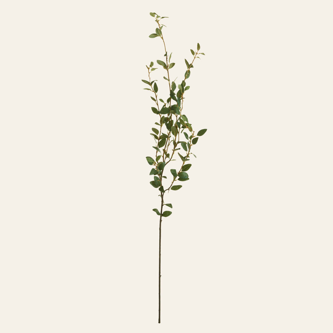 Creeping Willow Branch