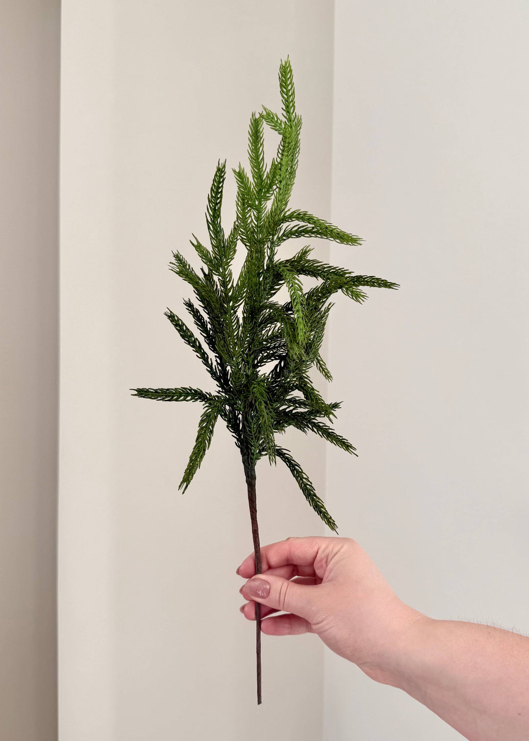 Norfolk and Cedar Bundles